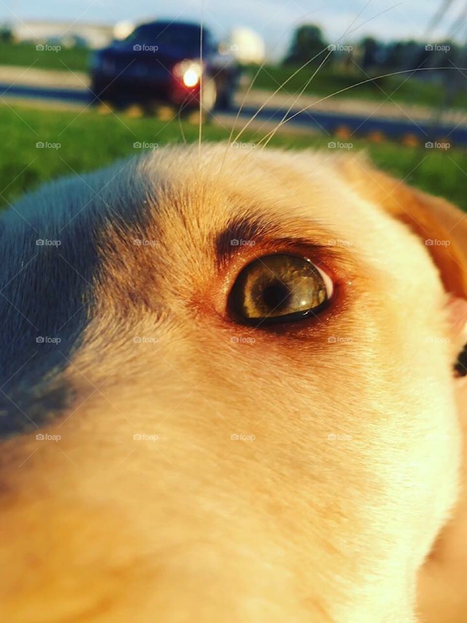 Dog eye