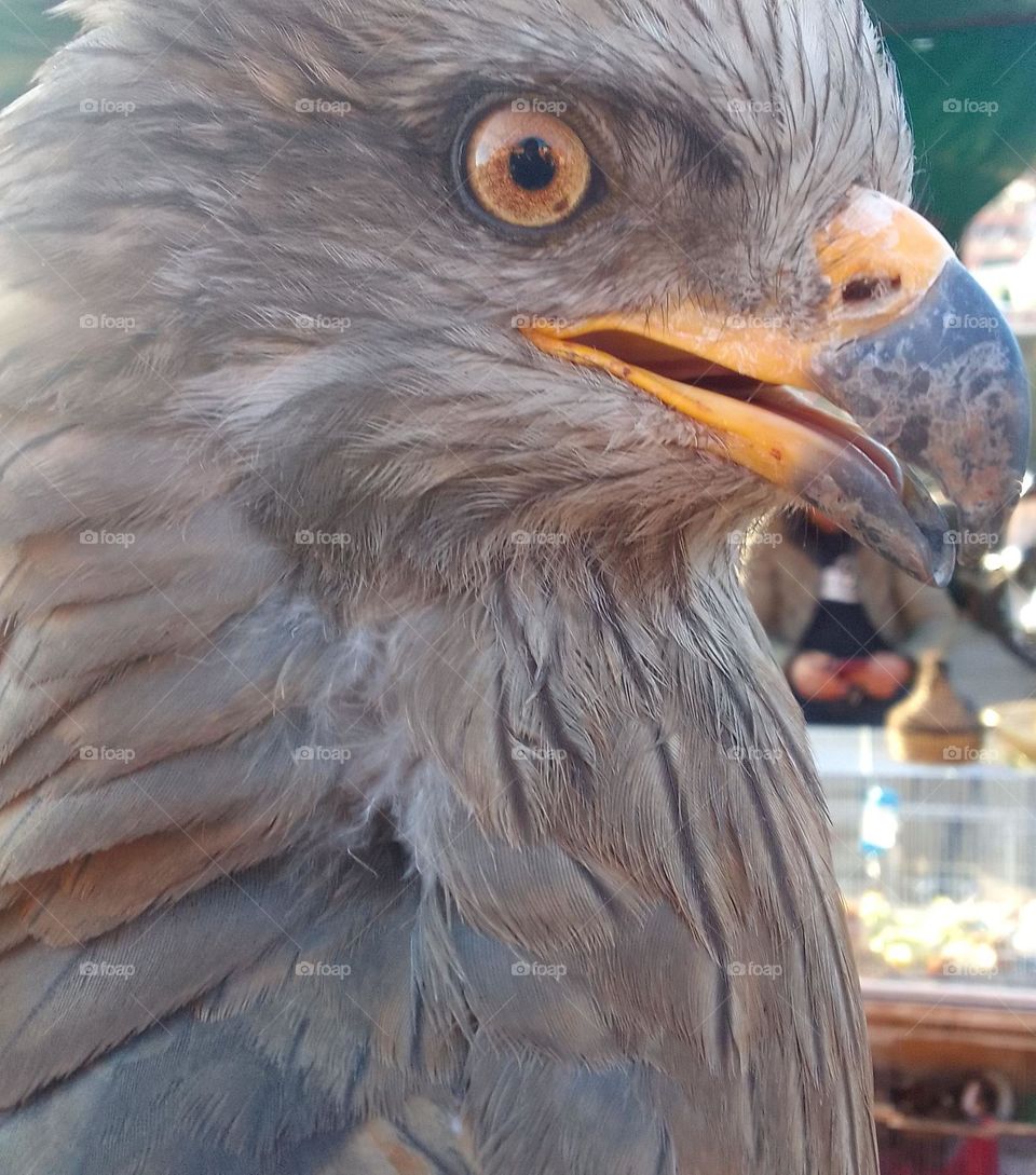 beak bird, beautiful eye, nice color, close up shot