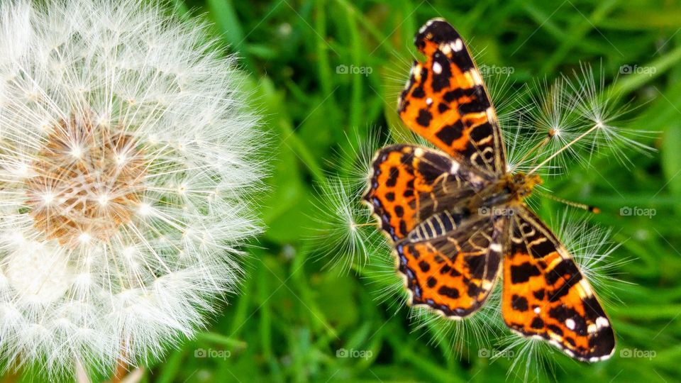 orange butterfly on a fluffy dandelion in the grass field