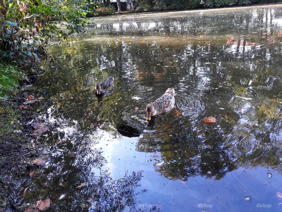 Cute ducks swimming