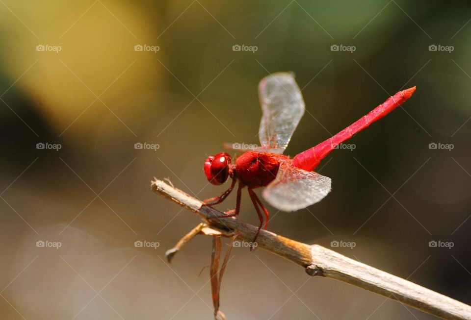 Scarlet skimmer. Red male dragonfly. Species on a soliter. Flyng actively to distribute well of the wide terrestrial land. Easy going to captured at the garden yard for metres by the rice field. The female of this , is yellow in colour.