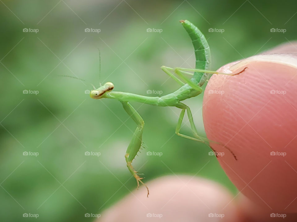 Closeup of a baby mantis on a human finger