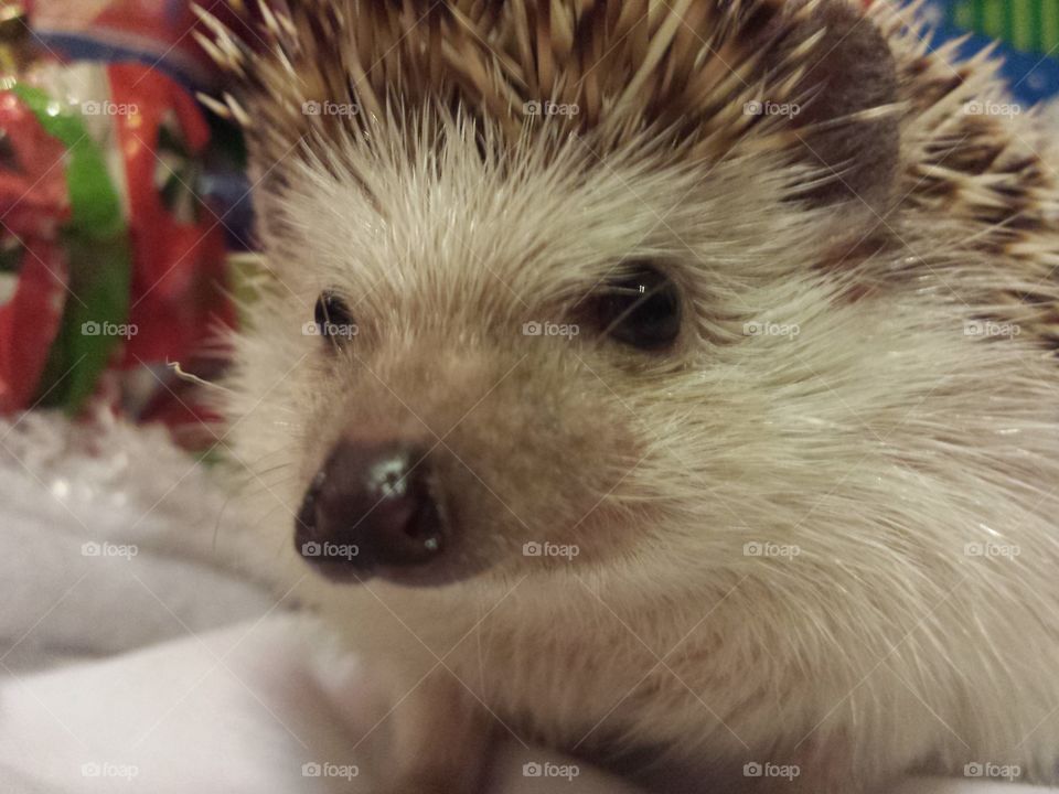 Portrait of a hedgehog