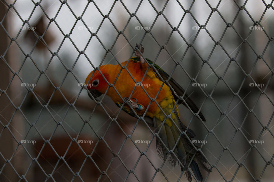 Parrot in cage