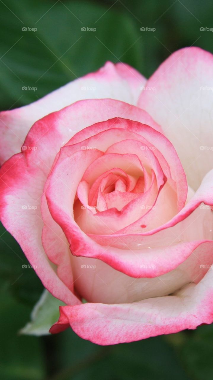 love pink 
flower