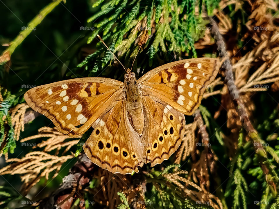 Tawny Emperor butterfly flying up a Hollywood juniper tree