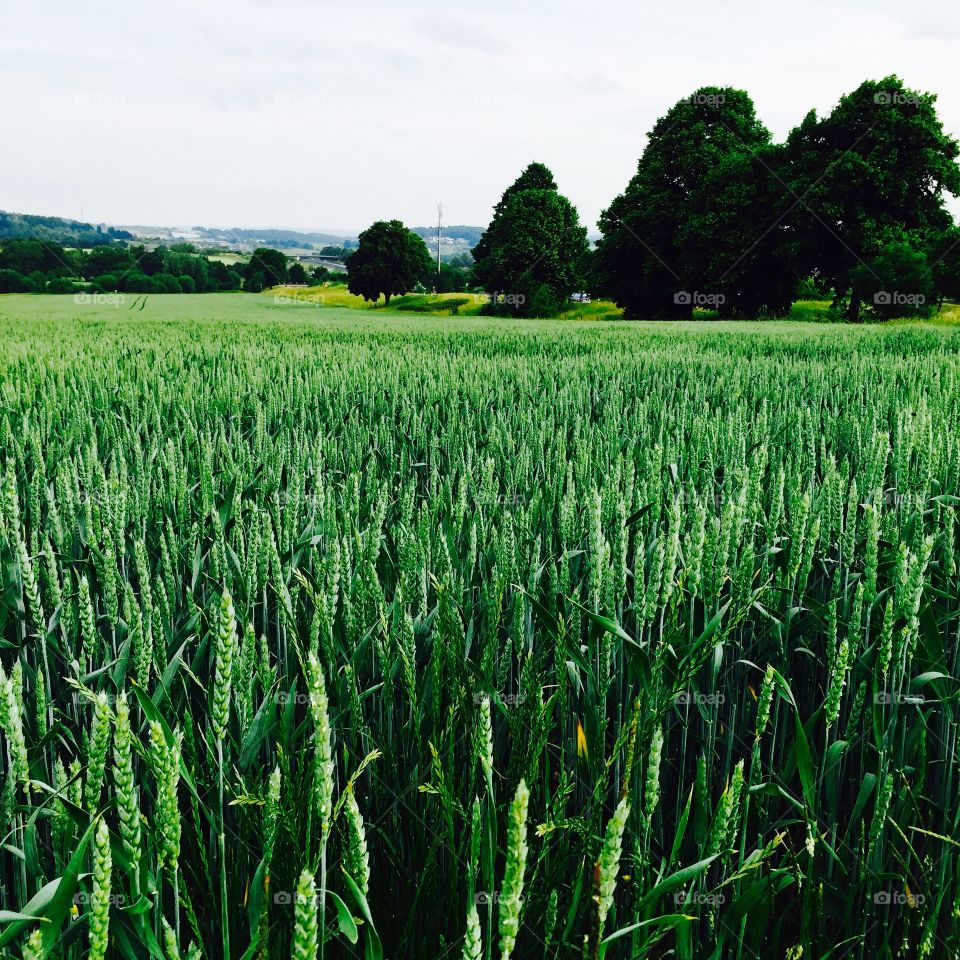 German landscape