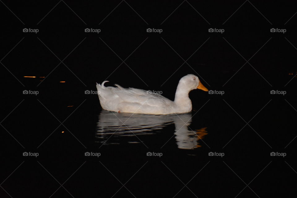 swimming goose