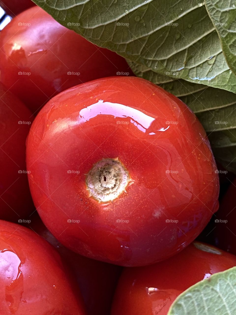 The beautiful red color of tomatoes among green leaves