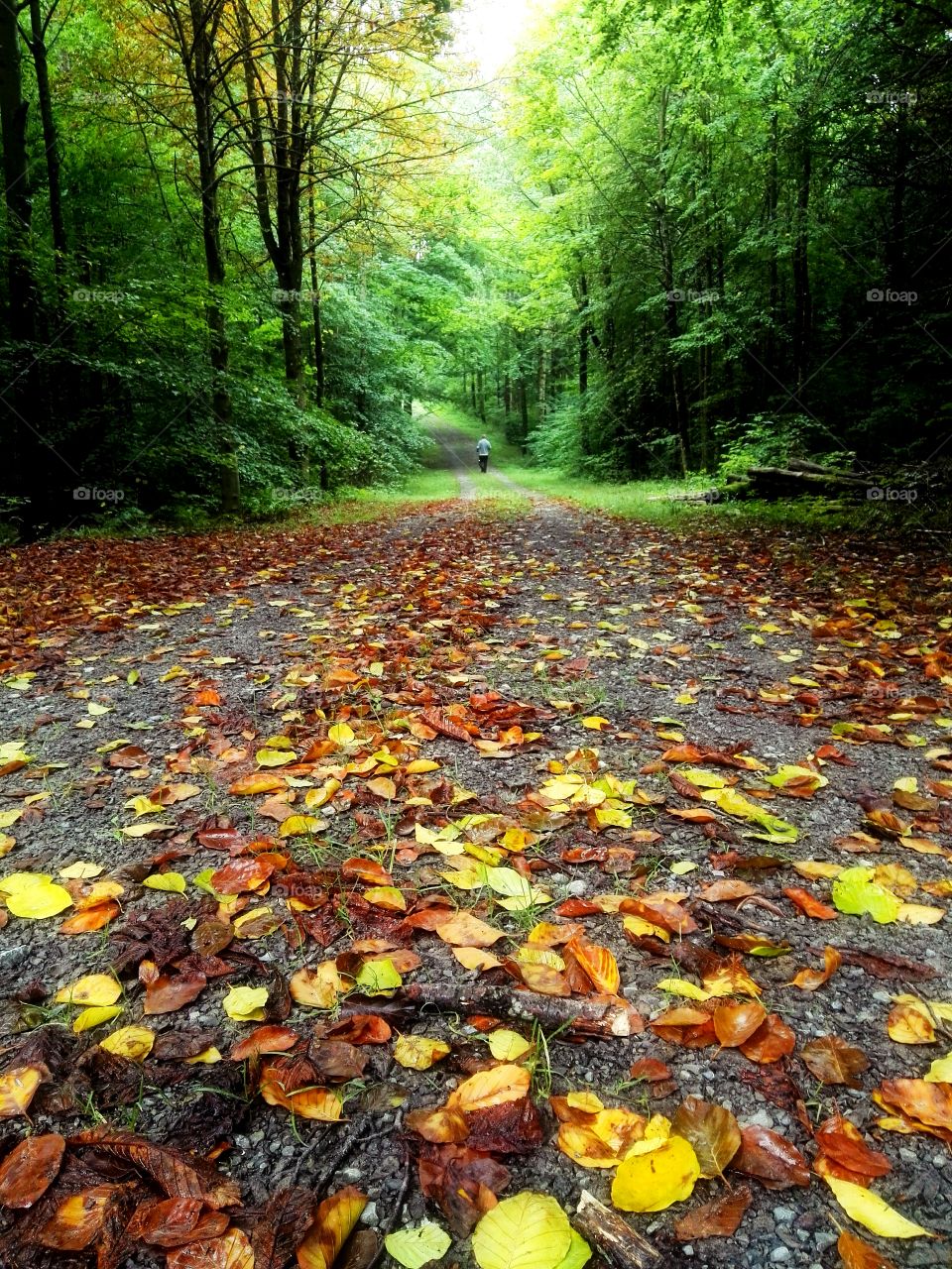 fall road