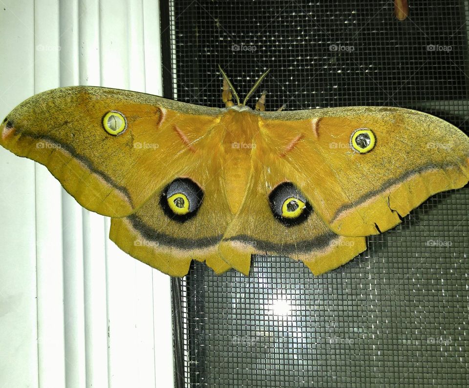 Details of the Polyphemus Moth