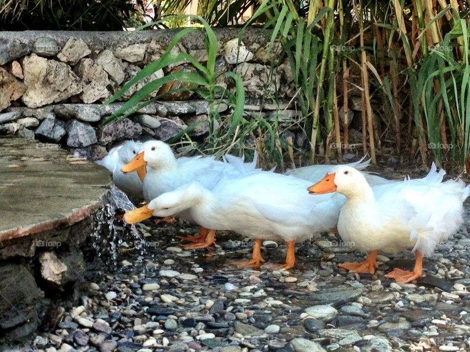 Thursty ducks
