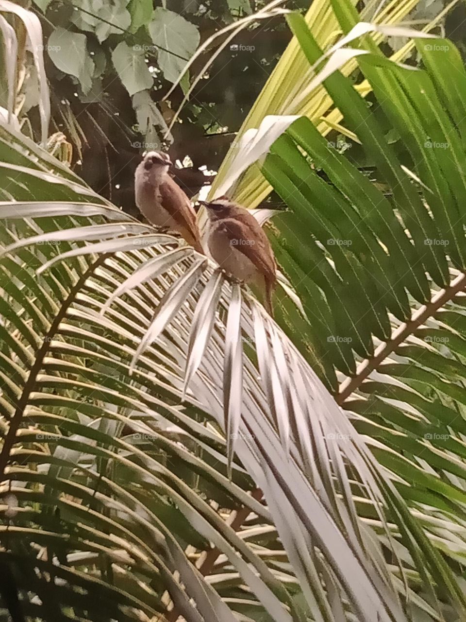 Birds benefit in every possible way from trees making their shelter & nest and more otherwise trees benifited also from air pollination, disperse seed, reduce insects, control weeds & fertilized soils.