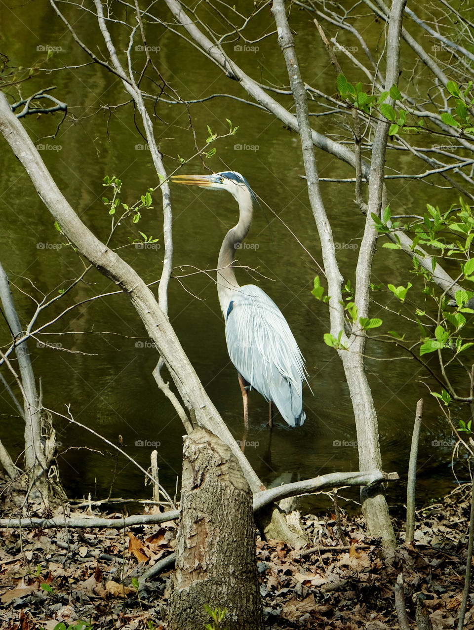 A Great Blue Heron stand alert at the edge of the pond at Lake Wheeler Park in Raleigh North Carolina, Triangle area, Wake County. 