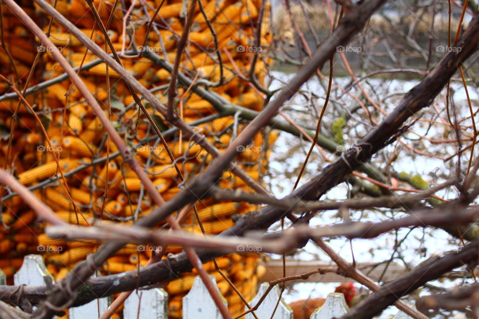 Corn and branches in winter