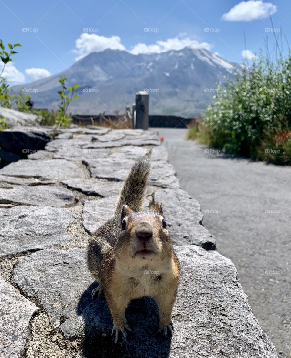 Never mind the volcano look at the chipmunk 