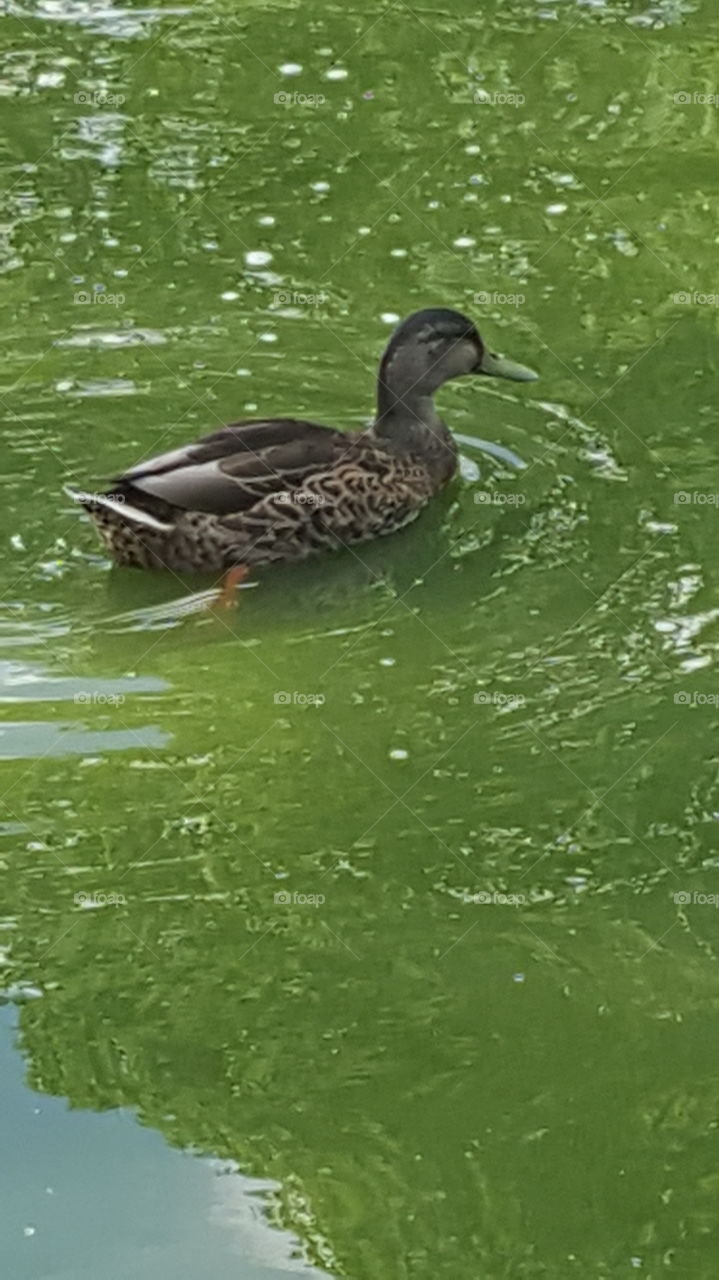 Swimming Duck