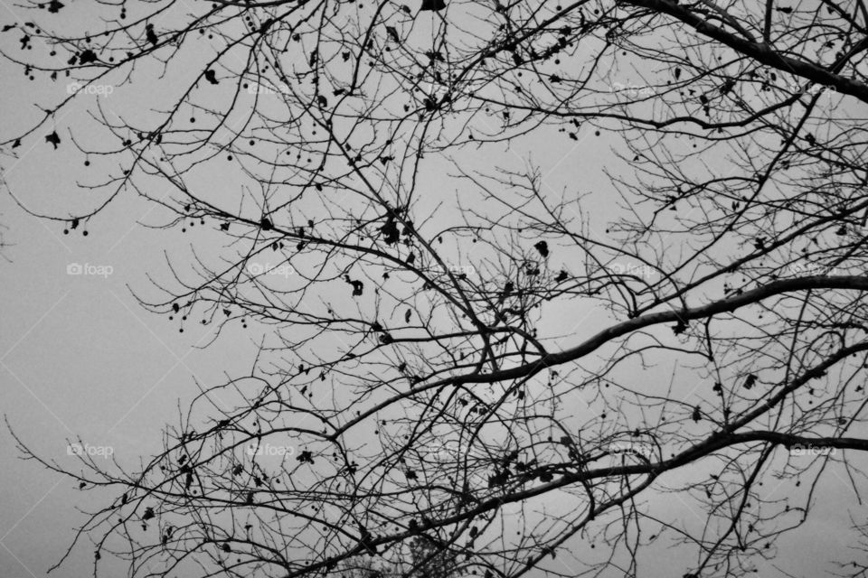 Tree, Branch, Winter, Desktop, Season