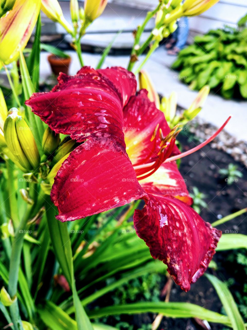daylily