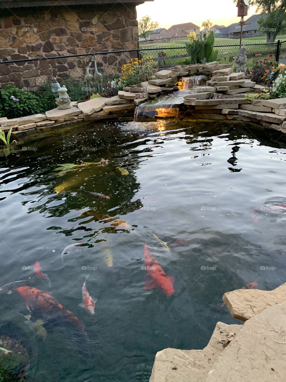 Koi pond 