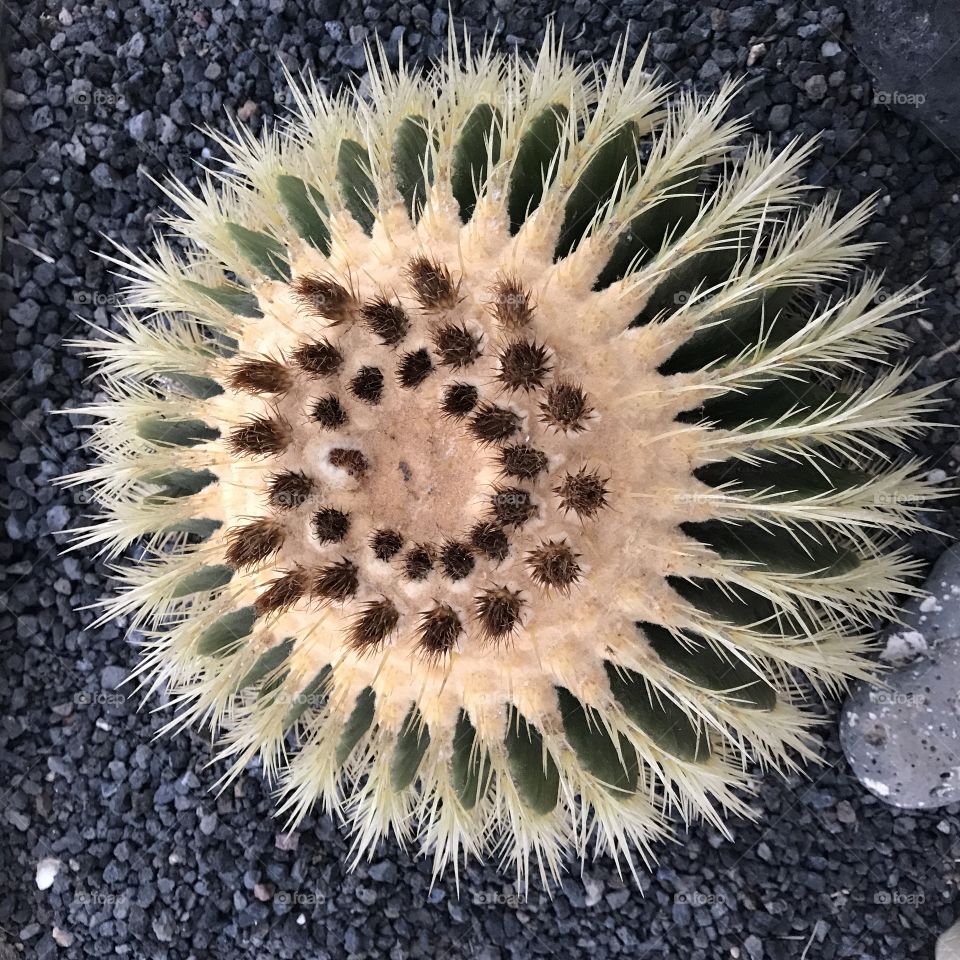 Nature, Cactus, No Person, Tropical, Desert