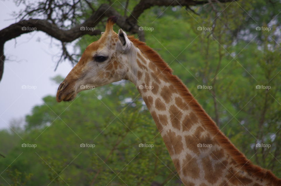 Giraffe seen at Kruger Park South Africa