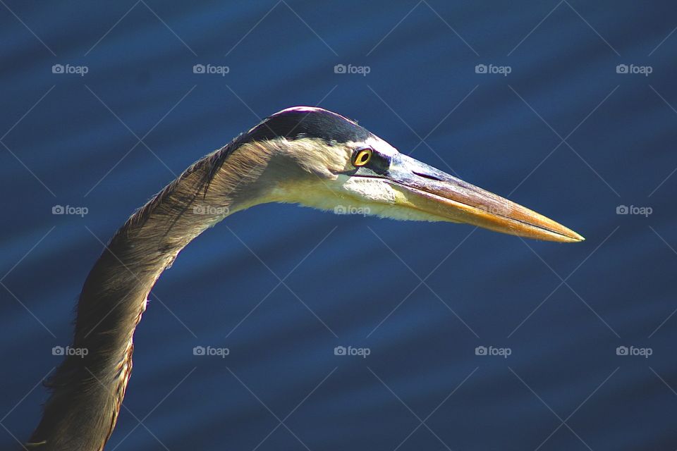 Close Up Great Blue Heron 