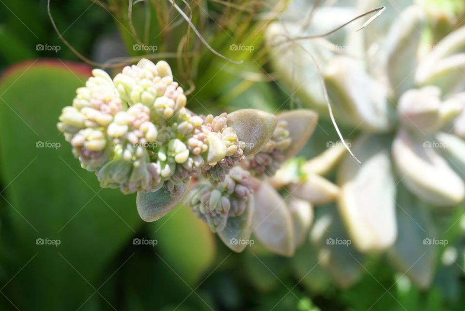 Pale Stonecrop 
Springs California