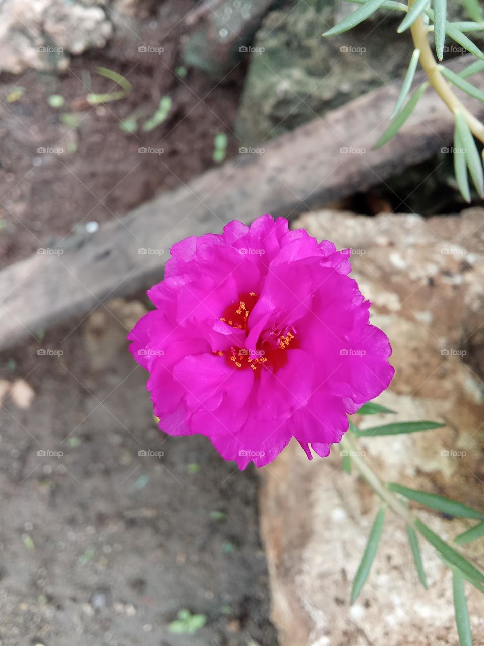 pink flower