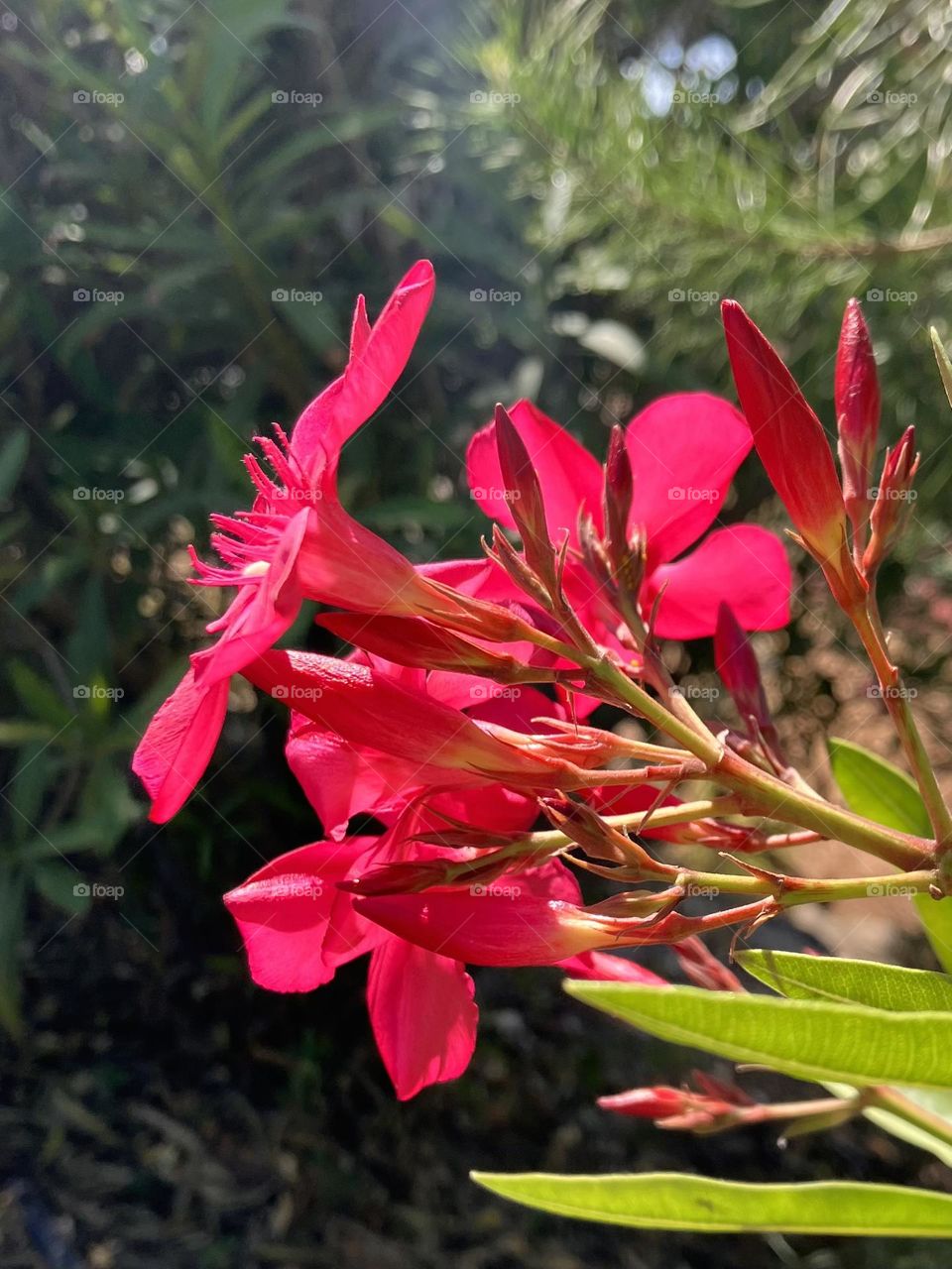 Vibrant oleander