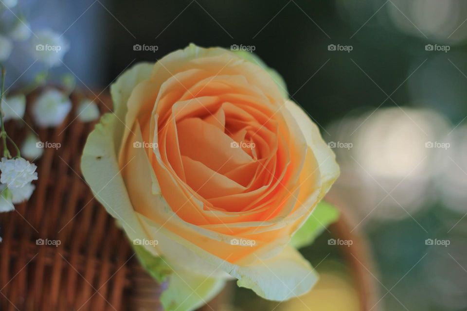 Rose flower in a rattan vase