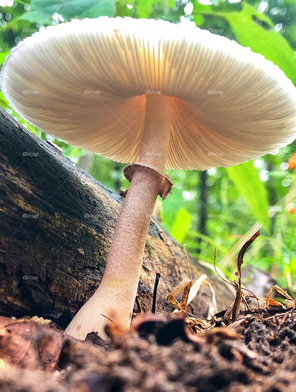 Mushroom 