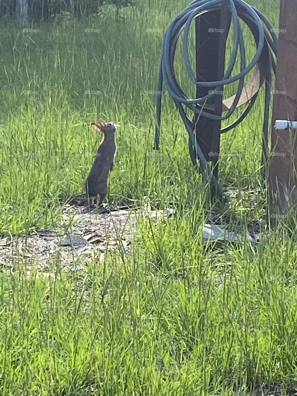 A rabbit 