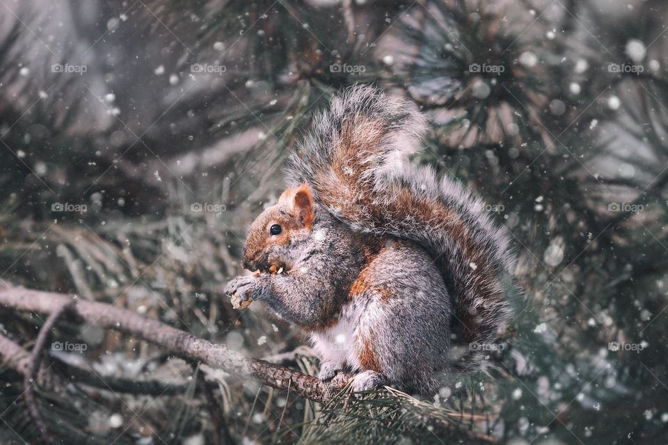 I would like describe this image beautiful and unique squirrel