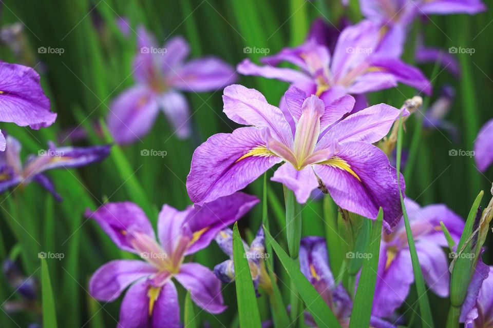 鸢尾花