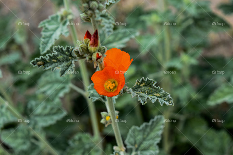 Flower, Nature, Flora, Leaf, Garden