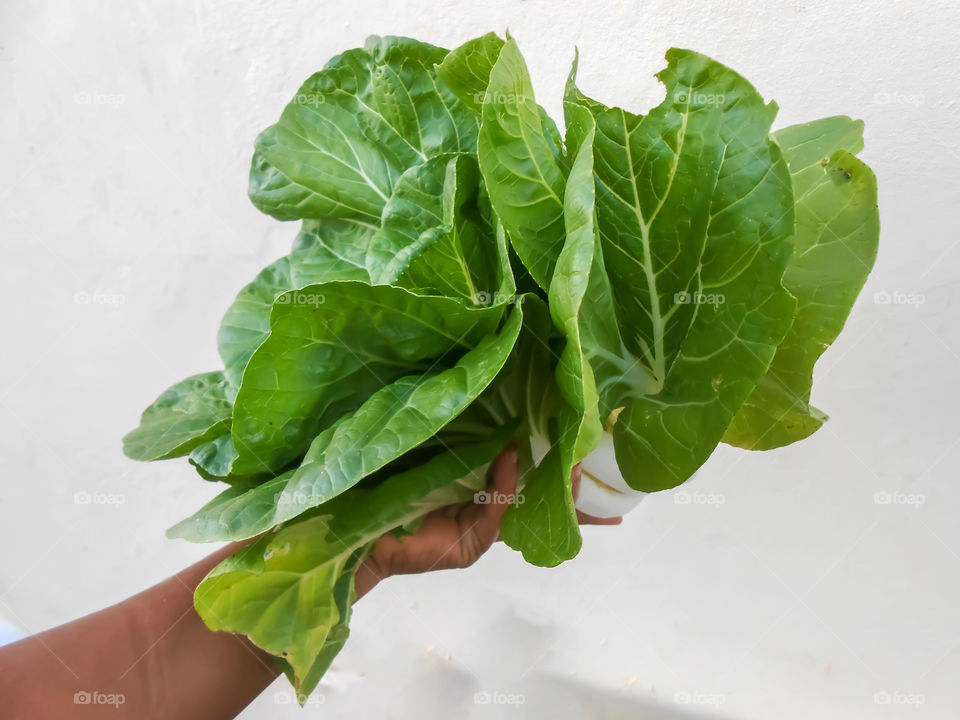 Side View of Pak Choi Held In Hand