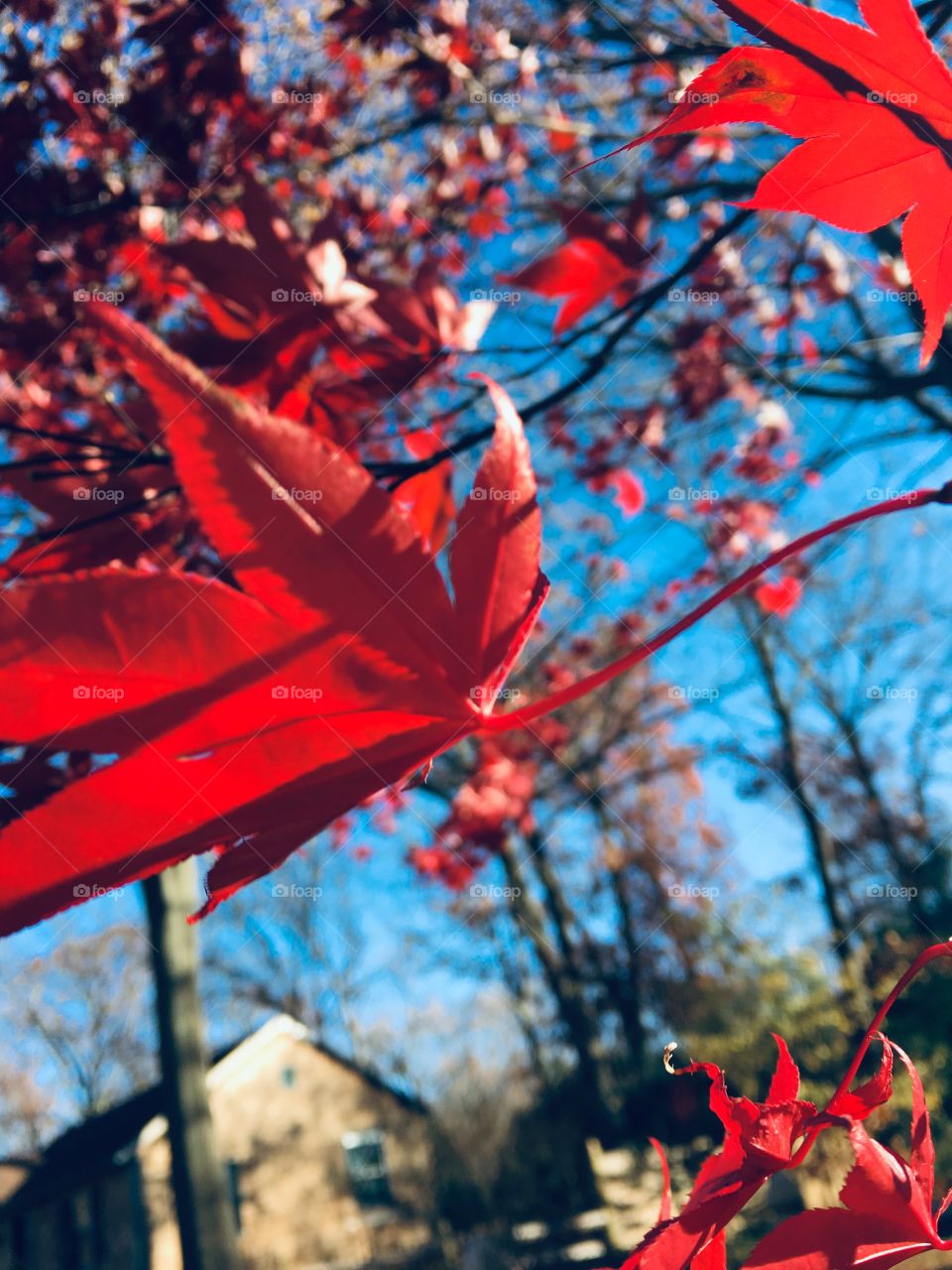 Red maple  leaf