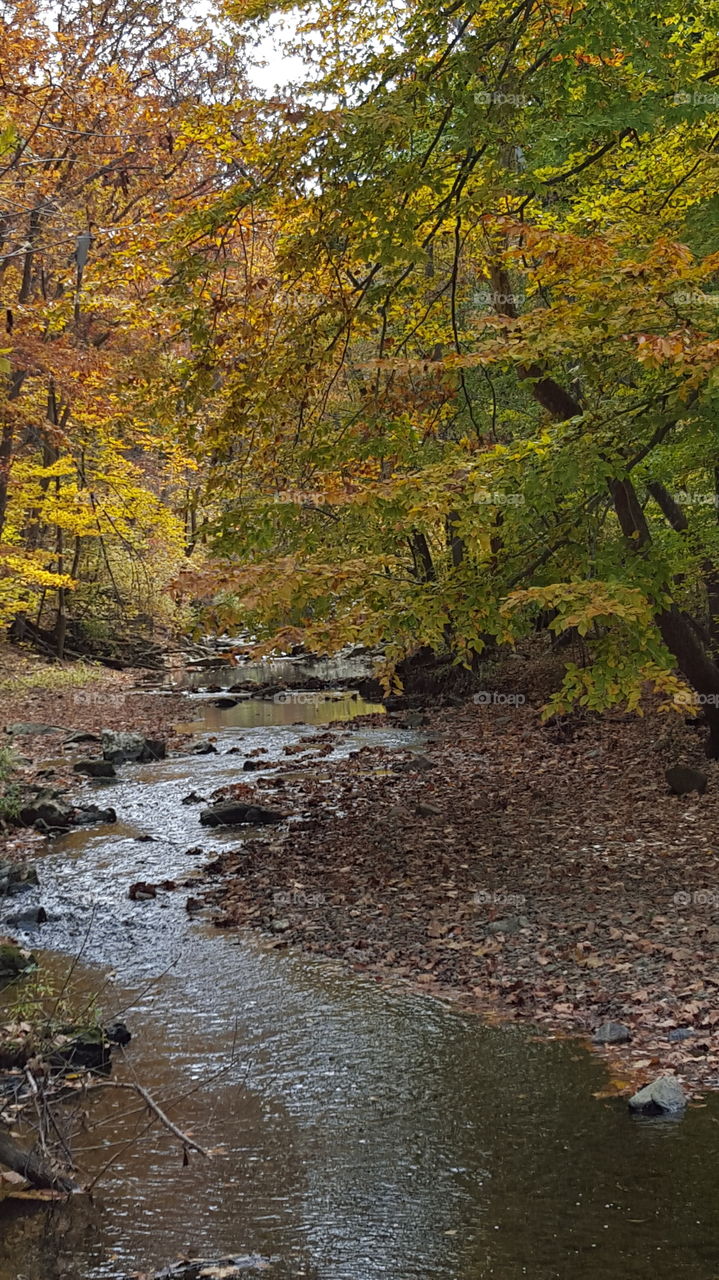 Fall, Leaf, Nature, Water, Landscape