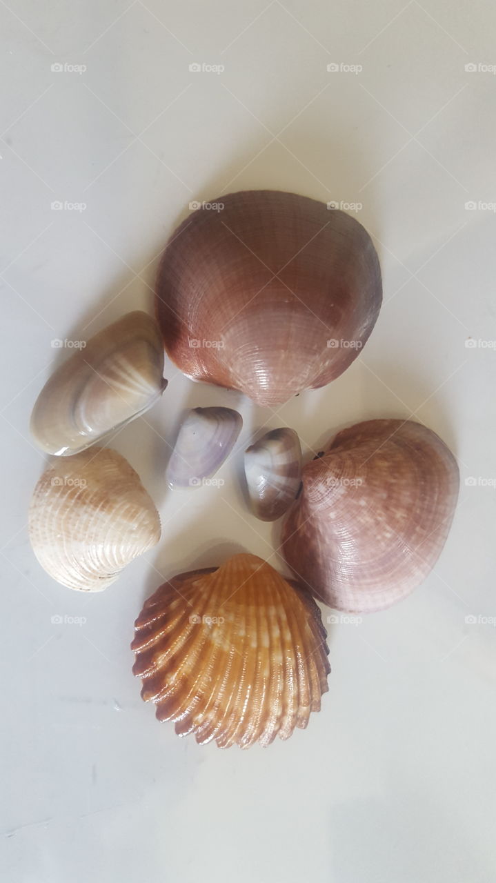 shell