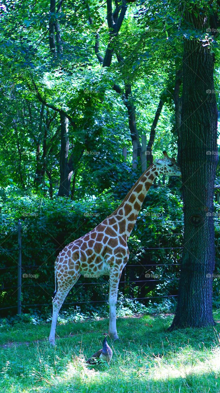 giraff.
