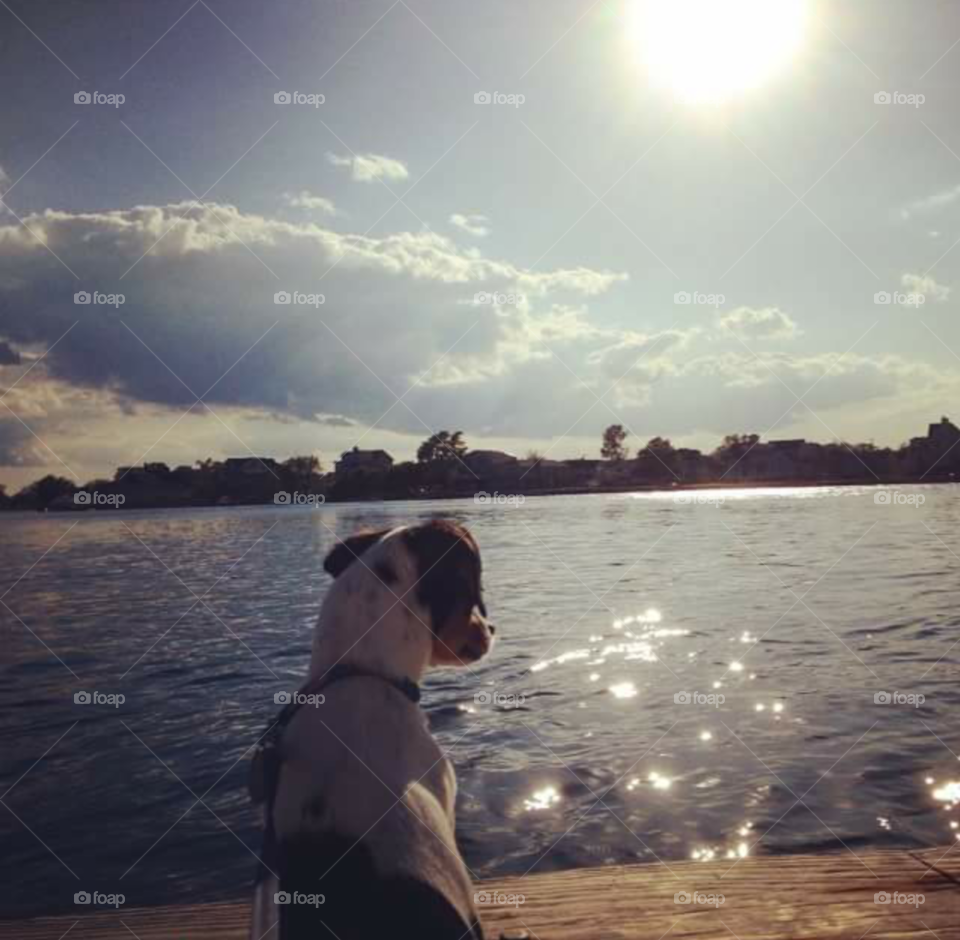 Puppy on the Dock of the Bay
