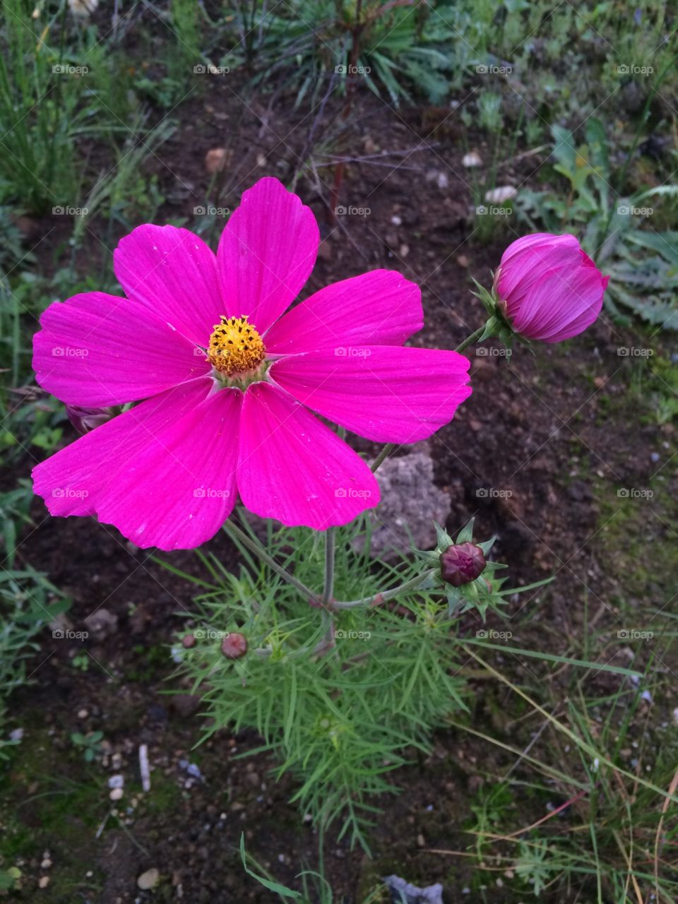 High angle view of pink flower