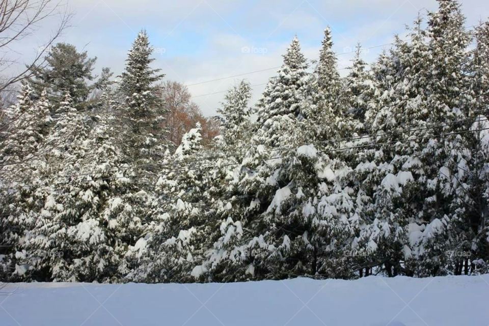Pine trees covered in snow.