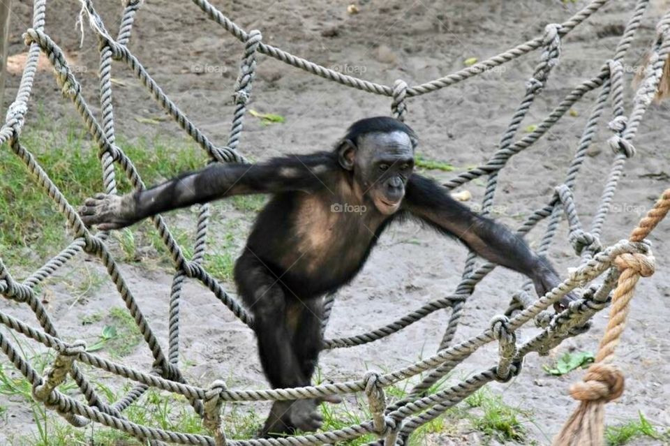 Bonobo Monkey 