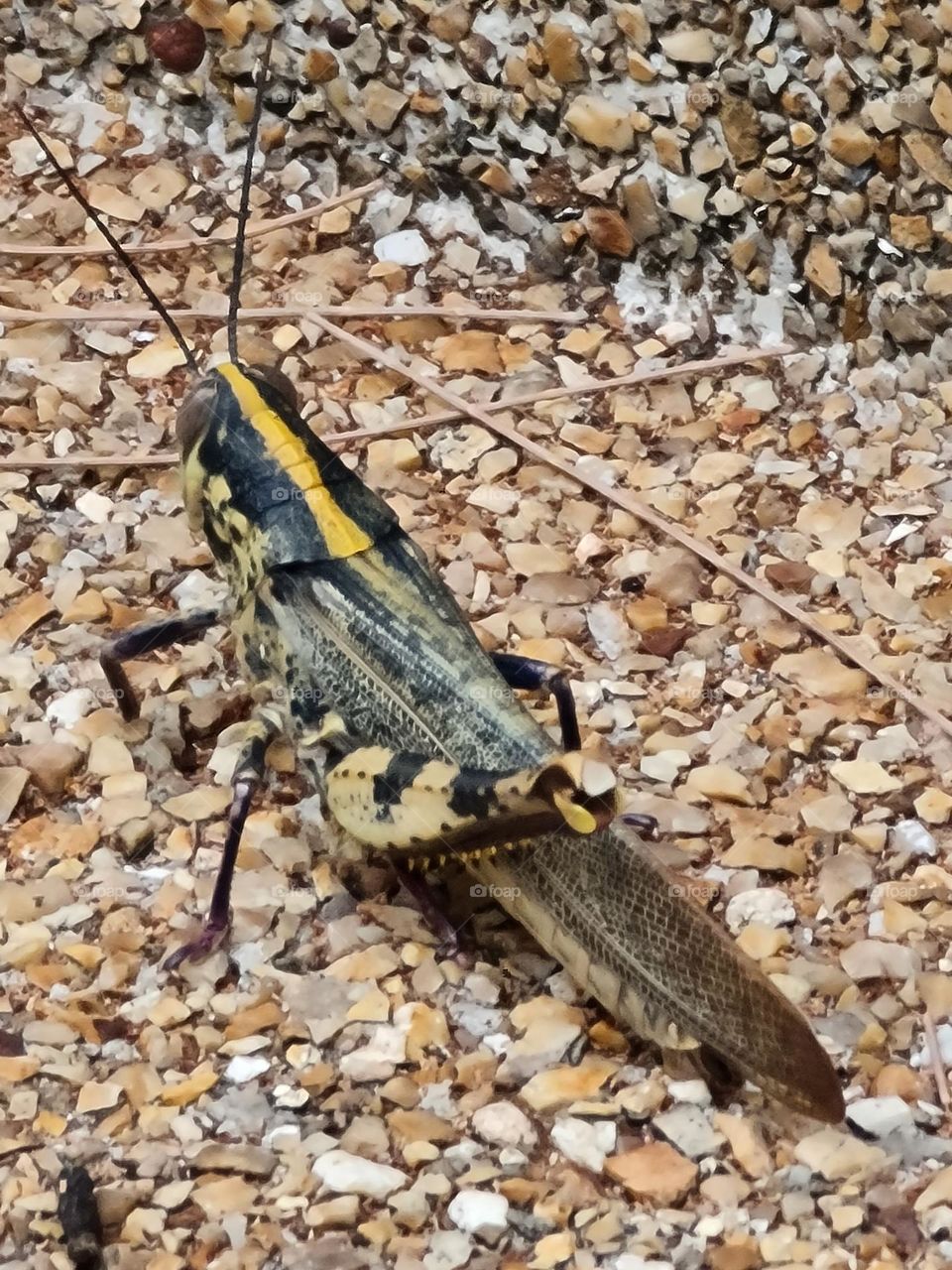 Nature at its best- grasshoper
