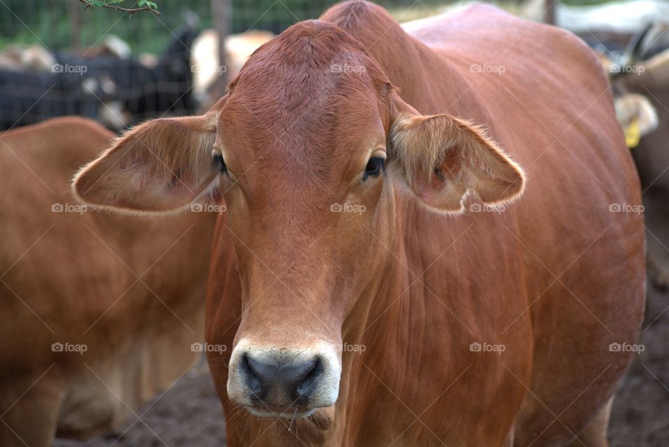 Cattle Farming