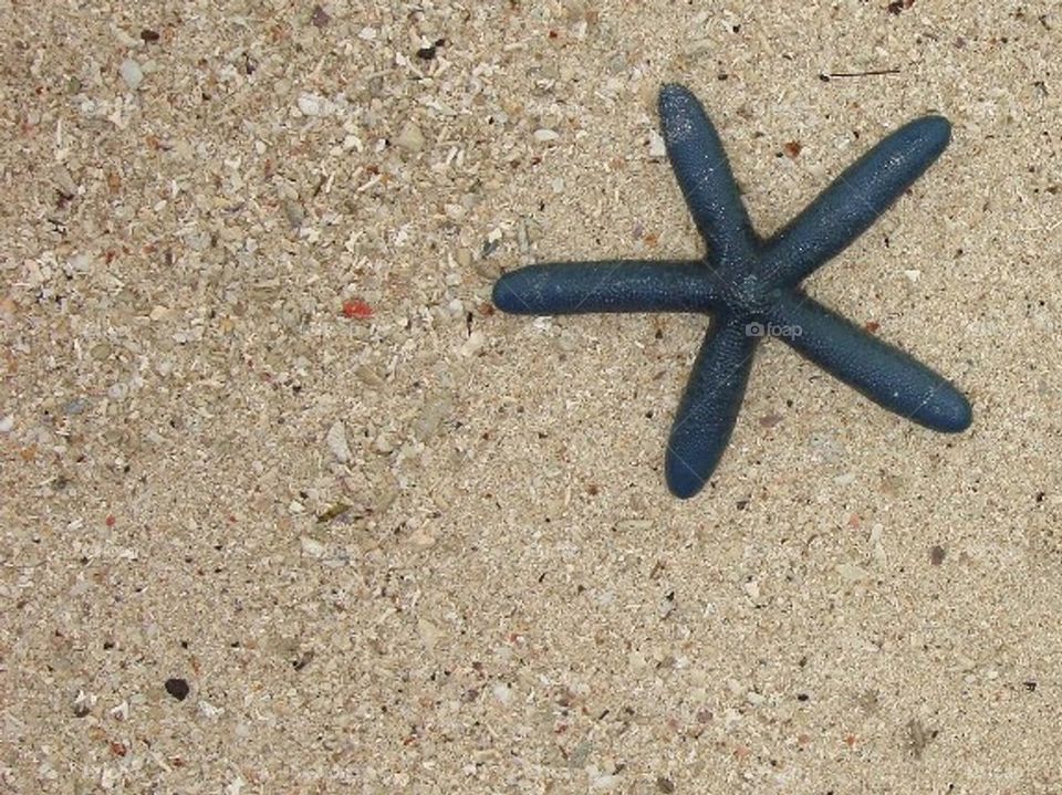 Blue starfish