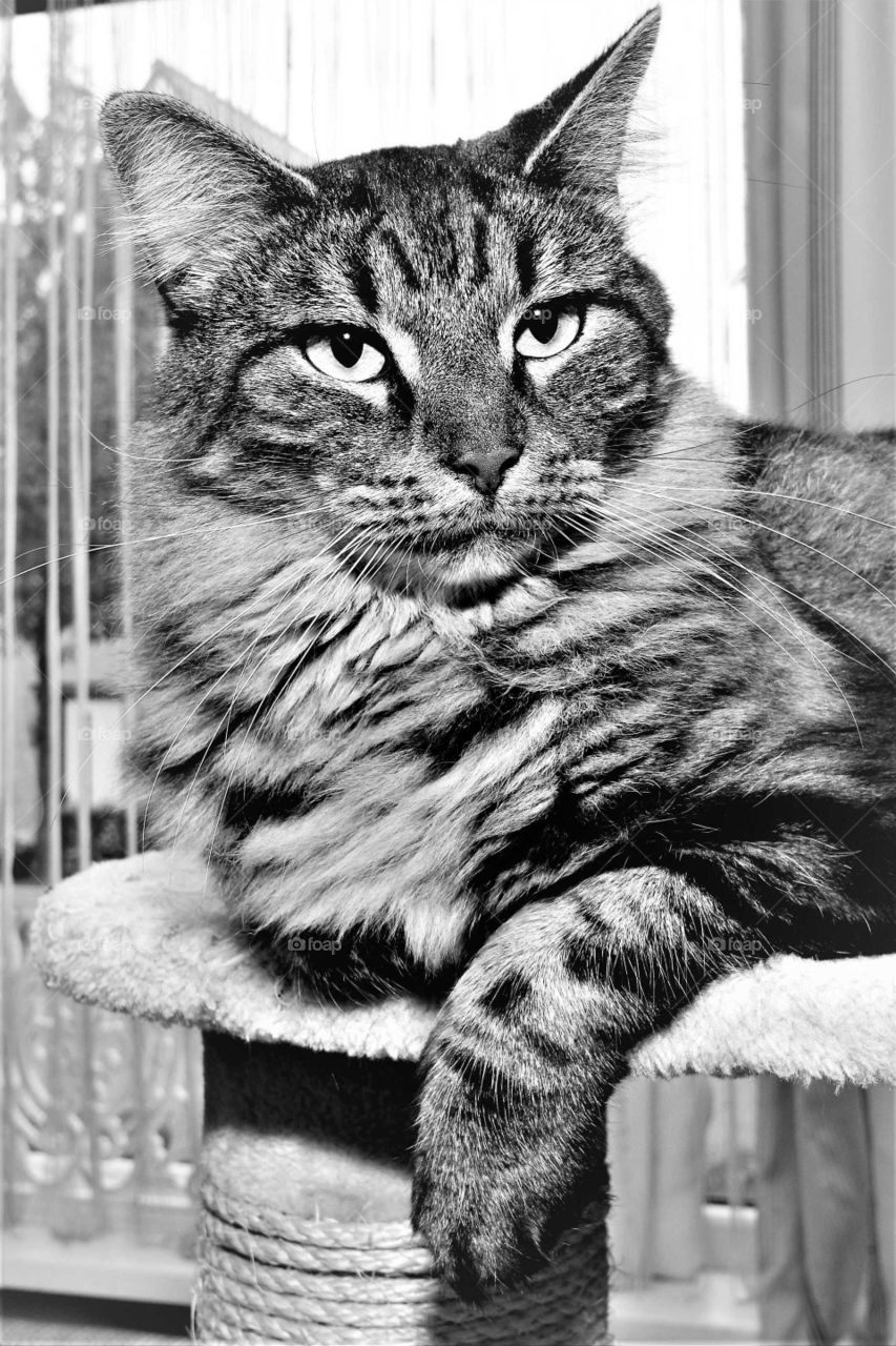 Tabby cat black and white portrait