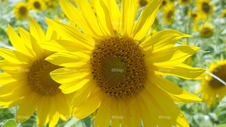 Nature, Summer, Sunflower, Flora, Flower